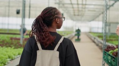 Omzunun üstünden bakan sera yetiştiricisinin elinde, içinde böcek ilacı olmadan yetiştirilmiş marul dolu sandık var. Afro-Amerikan sebze toplayıcısı teslimat için salata hasadı taşıyor..