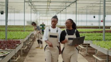 Two women working in greenhouse holding laptop walking and talking about growing organic lettuce and bio vegetables. African american farm workers discussing about harvesting plants for online orders.