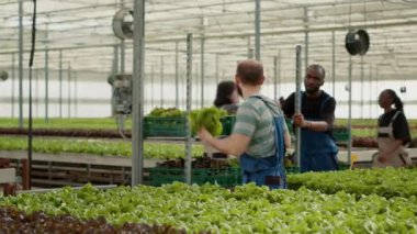 Kafkasyalı sera işçisi organik yeşil marul topluyor. Afro-amerikan bir adam tarafından teslimat için raflara konmuş. Zirai ilaçsız sebze toplayıcısı..