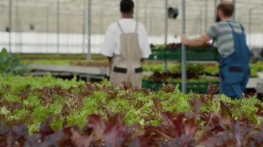 Organik ekinlere yakın mesafede serada yetiştirilen biyolojik sebzeler çeşitli çiftlik toplayıcılarıyla birlikte marul dolu sandıklar itiliyor. Seradaki yeşil bitkilere ve işçilerin ürünleri taşımasına odaklanın..