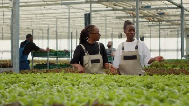 Dos Trabajadores Invernadero Pie Entre Filas Cultivos Lechuga Hablando Inspeccionando — Vídeo de stock
