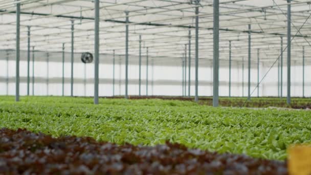 在有有机土壤的通风温室里 没有人在水栽环境中种植不同的蔬菜 空荡荡的温室 有成熟的蔬菜植物和没有杀虫剂的绿色莴苣 — 图库视频影像