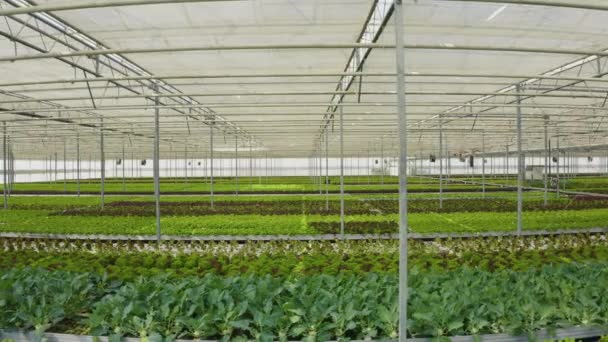 Biovegetales Cultivos Orgánicos Que Crecen Invernadero Con Película Transparente Ambiente — Vídeo de stock