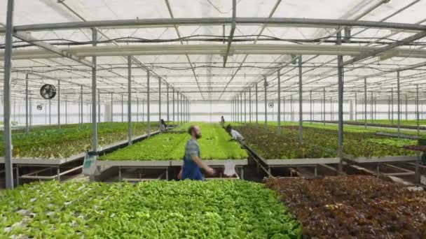Travailleurs Agricoles Cultivant Des Aliments Biologiques Dans Environnement Hydroponique Poussant — Video
