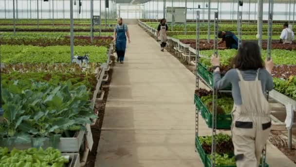 在现代温室里 白种人妇女在有机蔬菜农场里一边走一边招呼同事 一边推着装有生菜的推车 旱作环境下农场工人在沙拉收获总量中的作用 — 图库视频影像