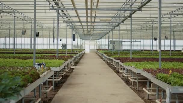 People Greenhouse Irrigation System Control Pannels Growing Organic Lettuce Hydroponic — 图库视频影像