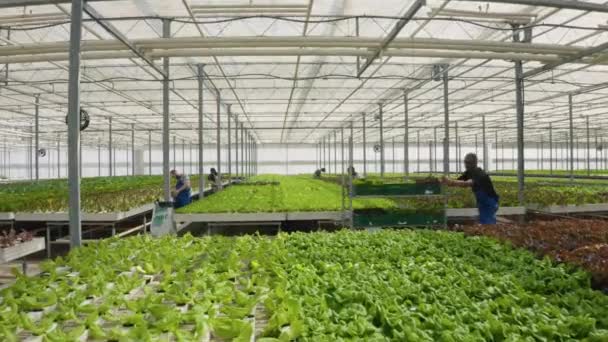 采摘蔬菜者在水栽环境中努力种植有机食品 进行质量控制和除虫 不同的人在温室照顾庄稼和推动板条箱 空中业务 — 图库视频影像