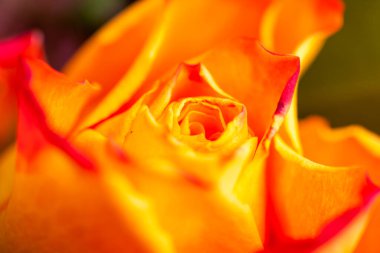 güzel çiçek makro stüdyoda çekim. profesyonel aydınlatma