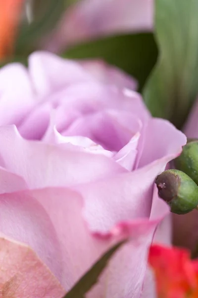 Όμορφο Λουλούδι Μακροεντολή Γυρίσματα Στο Στούντιο Επαγγελματικού Φωτισμού — Φωτογραφία Αρχείου