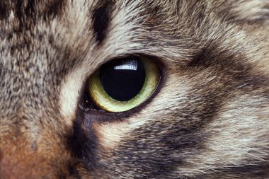 Kedi gözüne fotoğrafı kapatın. Yeşil kedi göz kamera düz arıyorsunuz