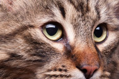 Maine coon doğurmak içinde şirin kedi fotoğrafı kapatın. Kabarık güzel evde beslenen hayvan