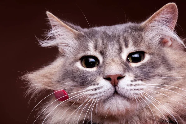 不機嫌そうな猫の写真をクローズ アップ スタジオ写真 — ストック写真