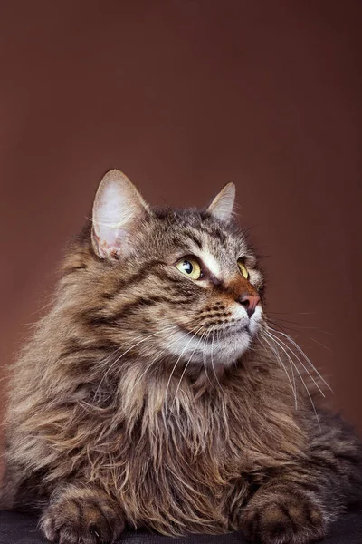 Cat Studio Melihat Jauh Dari Kamera Latar Belakang Coklat Kucing — Stok Foto