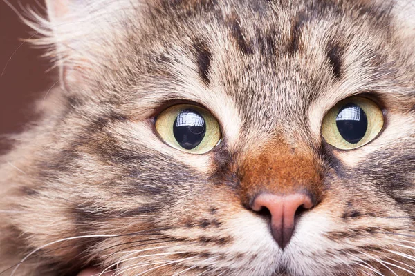 美しい猫の目は スタジオ写真のイメージを閉じます ふわふわネコ — ストック写真
