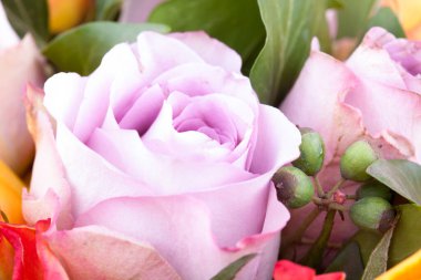 güzel çiçek makro stüdyoda çekim. profesyonel aydınlatma