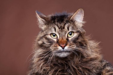 Kızgın maine coon kedi kahverengi arka planda studio fotoğraf üzerinde. Studio kabarık büyük kedi