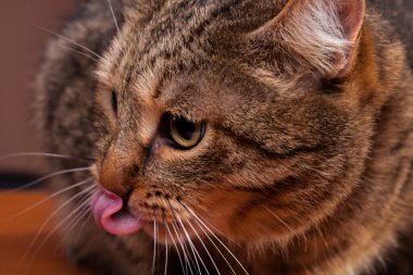 Şirin kedi onun dilini çıkarmış. Studio fotoğraf