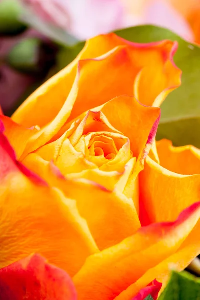 Piękny Kwiat Makro Fotografowania Studiu Profesjonalne Oświetlenie — Zdjęcie stockowe