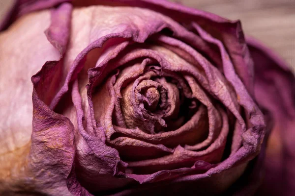 Νεκρά Τριαντάφυλλα Vintage Ξύλινα Φόντο Φωτογραφία Στούντιο — Φωτογραφία Αρχείου