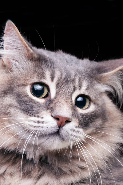 Kucing Cantik Dengan Tampilan Yang Sangat Menakjubkan Studio Foto Pada — Stok Foto