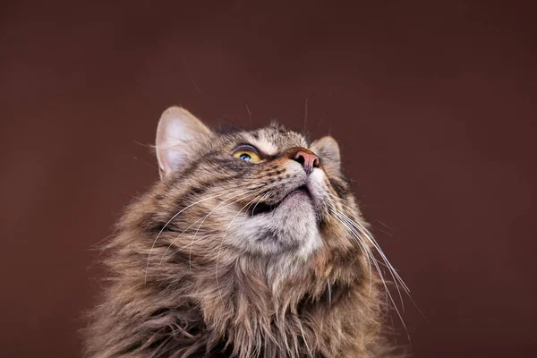 Maine Coon Rasse Katze Auf Braunem Hintergrund Studiofoto — Stockfoto