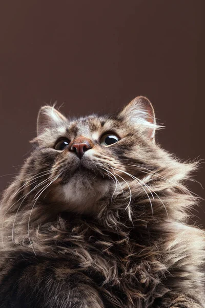 Katt Tittar Upp Brun Studio Bakgrund Mycket Vacker Maine Coon — Stockfoto