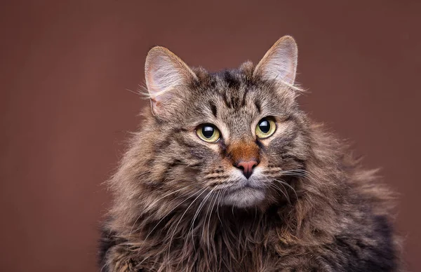 美丽的缅因州茧繁殖猫在棕色背景 大型家养哺乳动物 — 图库照片