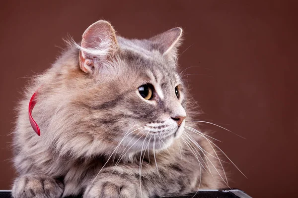 茶色の背景に怖がっている猫 スタジオ写真 — ストック写真