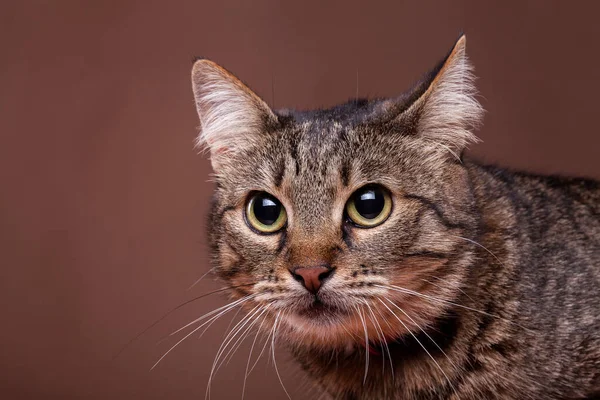 stock image Cat in studio on brown background. Beautiful feline