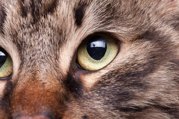 stock image Gorgeous cat from maine coon breed eye in close up image