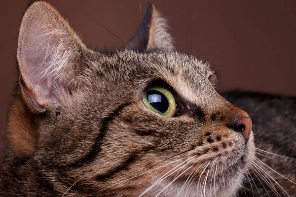 Schöne Katze Nahaufnahme Foto Studioaufnahme — Stockfoto