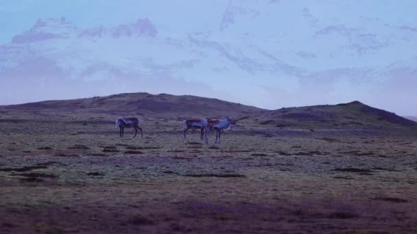 冰岛的动物在北方乡村冰冻的田野里 在美丽的雪山风景中呻吟 北极野生动植物和壮观的仙境风景 冰原的自然 手持射击 — 图库视频影像