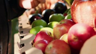 Üst düzey müşteri yerel gıda pazarında organik renkli meyvelere bakıyor, doğal sebzeler ve açık hava ürünleri alıyor. Tezgahta taze ekolojik ürünleri kontrol eden biri var. Kapatın. El kamerasıyla..