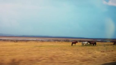 İzlanda - 4 Mart 2023 - Reykjavik İzlanda 'da yol manzarası İskandinav kırsalında güzel tarlaları ve binaları var. Araba gezisi, İzlanda doğası ve hayvanları yakalama, yolculuk. El bilgisayarı