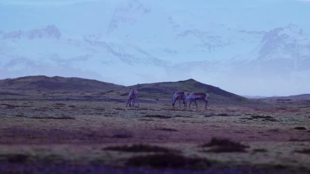 Fantastiska Älgar Åkrar Islandet Landet Med Snöiga Fjälllandskap Nordiska Djur — Stockvideo
