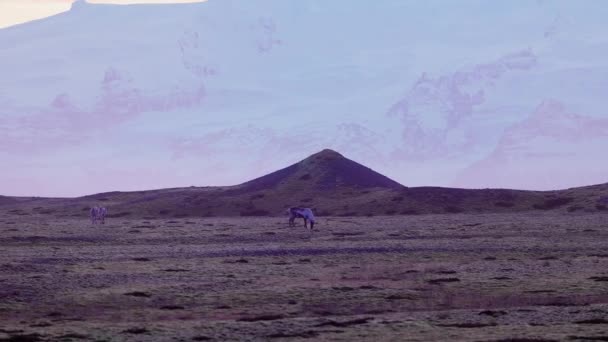 在北极的田野里散步的动物 粉色的天空和雪山映衬着丑闻般的风景 在冰原的路边 美丽的月亮 北方的野生动物风景 手持射击 — 图库视频影像