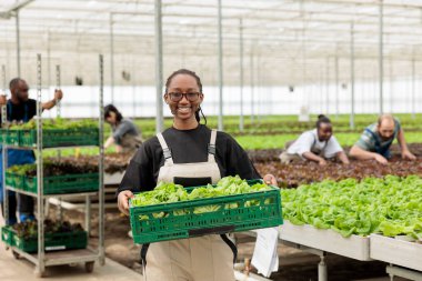 Happy cheerful farm worker holding crate full of ripening fresh green lettuce from sustainable crop cultivation. Environmentally conscious modern rural agriculture greenhouse clipart