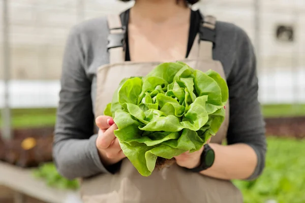 关闭可持续的新鲜绿色莴苣作物收获 本地收获的健康食品 作为有机营养蔬菜来源 在农村园艺园温室中自然生根发芽 — 图库照片