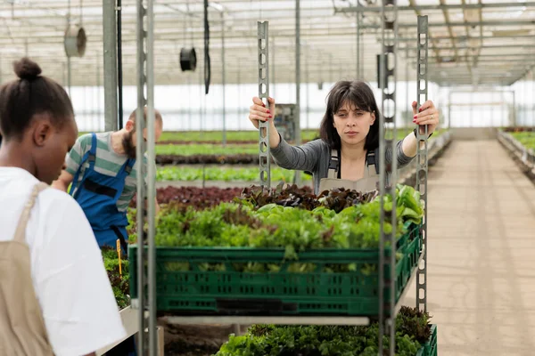 忙碌的农民群体在现代企业生态友好型农业温室中收获当地健康的天然生物叶绿素 女人推着装满认证有机蔬菜的推车 — 图库照片
