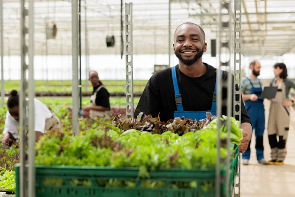 快乐的非洲农民推着满满一大车的当地有机农药免费生物绿叶 在当地环境友好型可持续温室中收获蔬菜的忙碌农民群体 — 图库照片