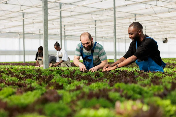 Teamworking Farm Workers Carefully Inspecting Leafy Greens Plantation Crop Rows — Stock Photo, Image