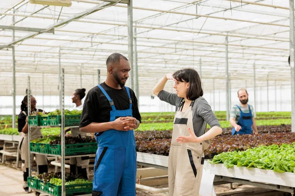 Teamworking Farmers Sunny Weather Discussing Natural Sustainable Organic Bio Leafy — Stock Photo, Image