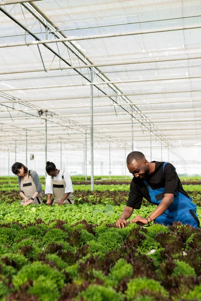 非洲裔美国农民对新鲜健康的叶绿素种植作物的产量感到高兴和印象深刻 种植作物不含杀虫剂 无害生态的零废物可持续温室农场 — 图库照片