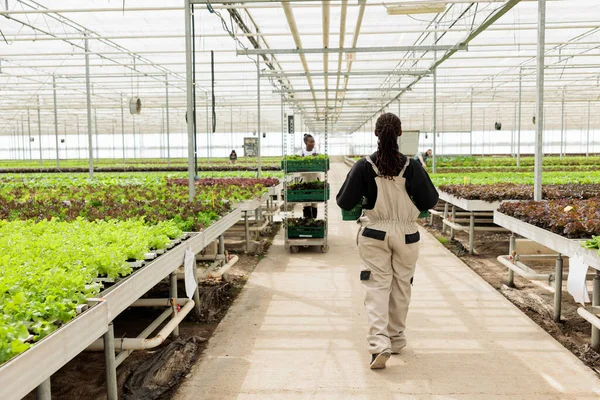Intérieur Serre Agricole Avec Des Travailleurs Agricoles Récoltant Des Légumes — Photo
