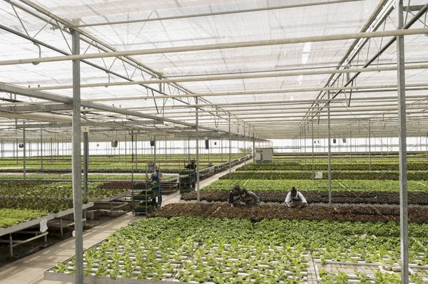 Agricultura Sustentável Responsável Estufa Agrícola Orgânica Certificada Grupo Horticultura Agricultores — Fotografia de Stock