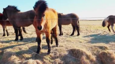 Kuzeydeki İzlanda atları sürüsü, İzlanda 'da yaşayan güzel hayvanlar. Islenski hesturinn soyu yol kenarında güzel İskandinav manzarası, panoramik manzara. El kamerasıyla..