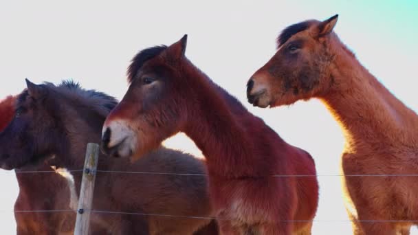 北欧の畑に生息する馬の素晴らしいアイスランドの品種は スカンディナヴィアの風景を作り出します 小さな動物と美しい田園風景 Islenski Hesturinn 手持ち撮影 — ストック動画