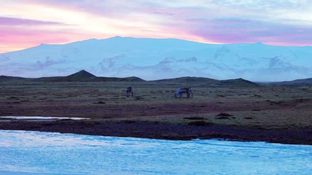 Islandská Pole Kopce Losy Majestátní Divoká Zvěř Krajině Malebné Trase — Stock video
