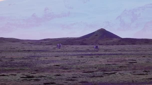 Лось Ходить Скандинавських Полях Рожевим Небом Засніженими Пагорбами Ісландському Скандинавському — стокове відео