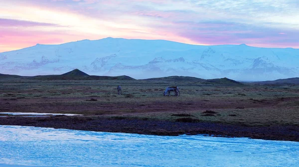 冰岛的田野和山丘上有月亮 雄伟的野生动植物在乡间风景线上有雪山和粉红的天空 美丽的动物在冰冻的仙境 北方的风景 手持射击 — 图库照片